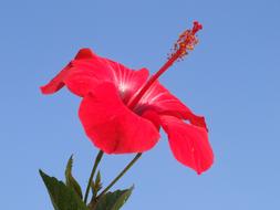 Flower Red