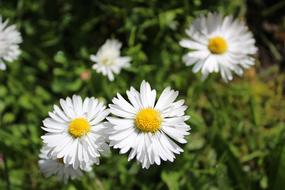 Daisy Garden Flower