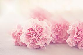 Flowers Cloves Petals