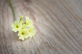 Cowslip Flower Flowers