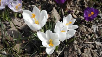 Spring White