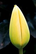 Tulip Yellow Blossom