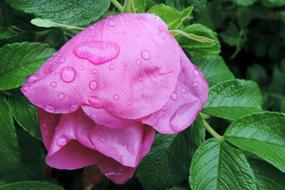 Drop Of Water Potato Rose Japan
