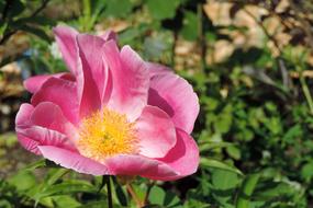 Potato Rose Japan Apple