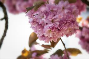 Japanese Cherry Prunus Flowering