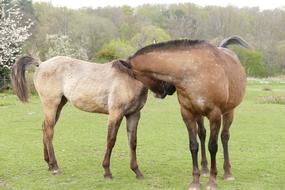 pair of cute horses on the farm