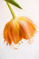 Image Painting of orange tulip