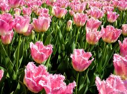 blooming pink tulips in the garden, summer