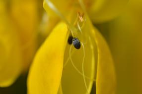 Pests Bugs Flower