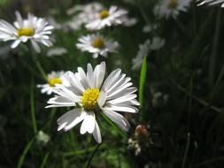 Daisy Blossom Bloom Close