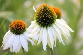 Coneflower Blossom Bloom