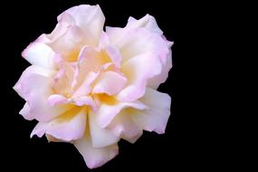 Rose Blossom Bloom