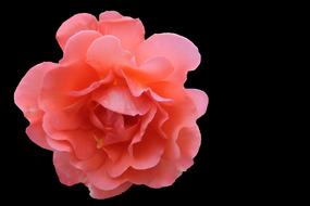Rose Blossom Bloom