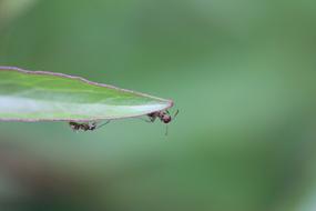 little bugs in the grass
