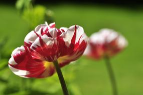 White Red double Tulip at blur background