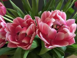 Tulips Close Up Blossom