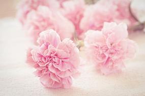 Pink beautiful flowers on a white background
