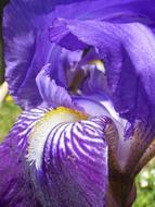 Flower Violet Iris