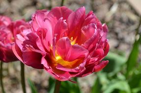 Tulip Blossom Bloom