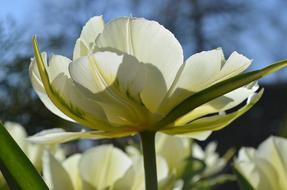 Tulip Blossom Bloom