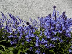 purple flowers in the garden are beautiful