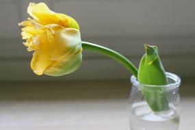 Tulip Yellow Flower