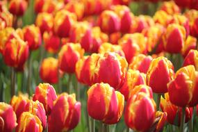 Tulip Spring Floralia