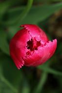 Tulip Flower Pink