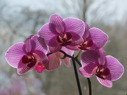 Orchideae Houseplants Blossom