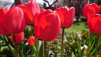 Tulips Spring Blossom