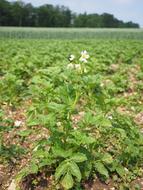 Potato Field Blossom