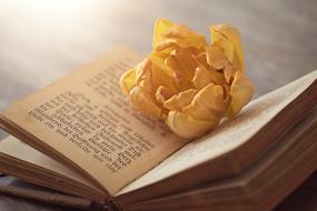 Book Old