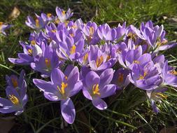Crocus Flowers Spring Harbinger Of