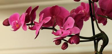 Orchid Flower Blossom