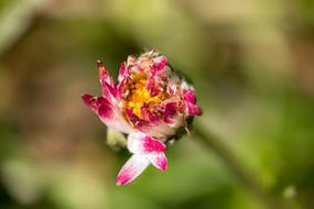 Daisy Flower Pointed Wild