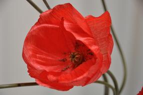 Flower Poppy