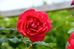 Rosa Flower Red