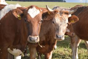 brown cows in the meadow