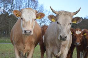 Cow Beef Simmental Cattle