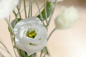 Lisianthus Flower Blossom