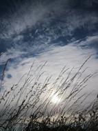 Grain Sky