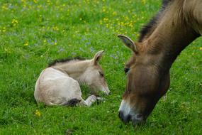 horse baby in the grass
