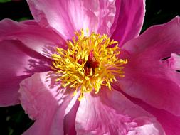 Peony Close Up Pink