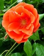 Rose Orange