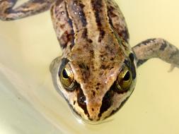 common frog swims in the water