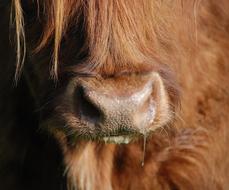 Beef Cow Highlandrind Highland