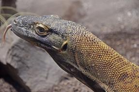 large wild lizard with its tongue out