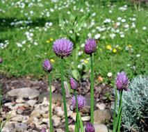 Chives Flower Purple Herb