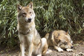 Wolf Canis Lupus European