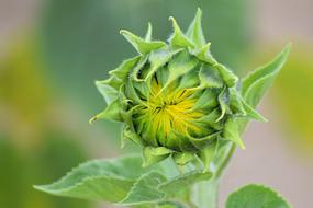 Sunflower Bud Summer